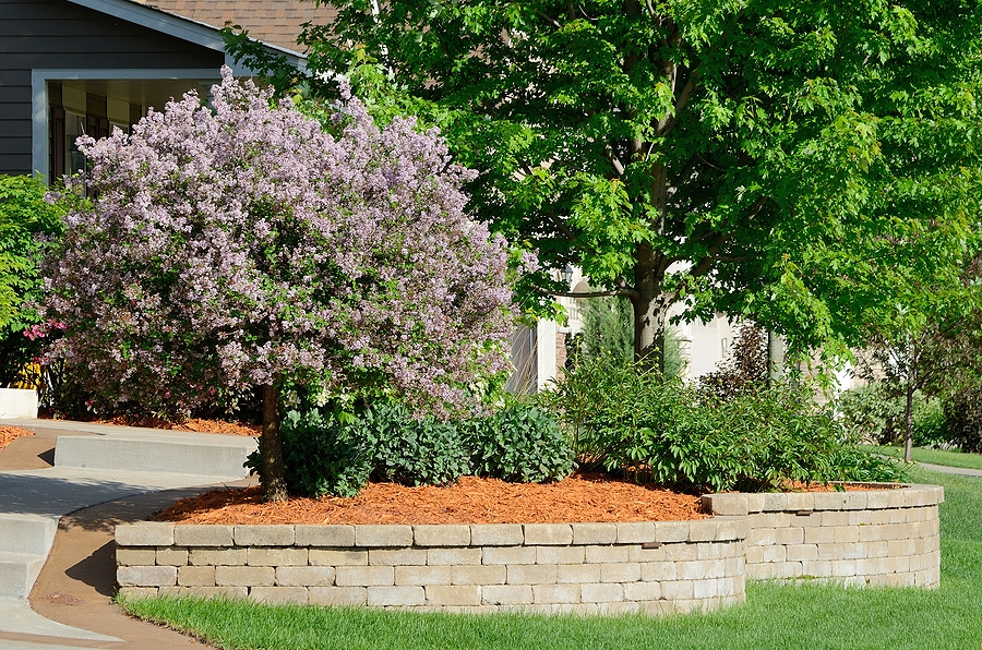 brick stones around the small trees and plants